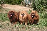 SPITZ ALLEMAND 462